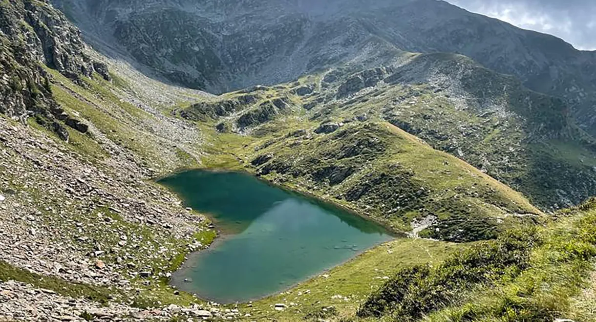 Wilde Schweiz