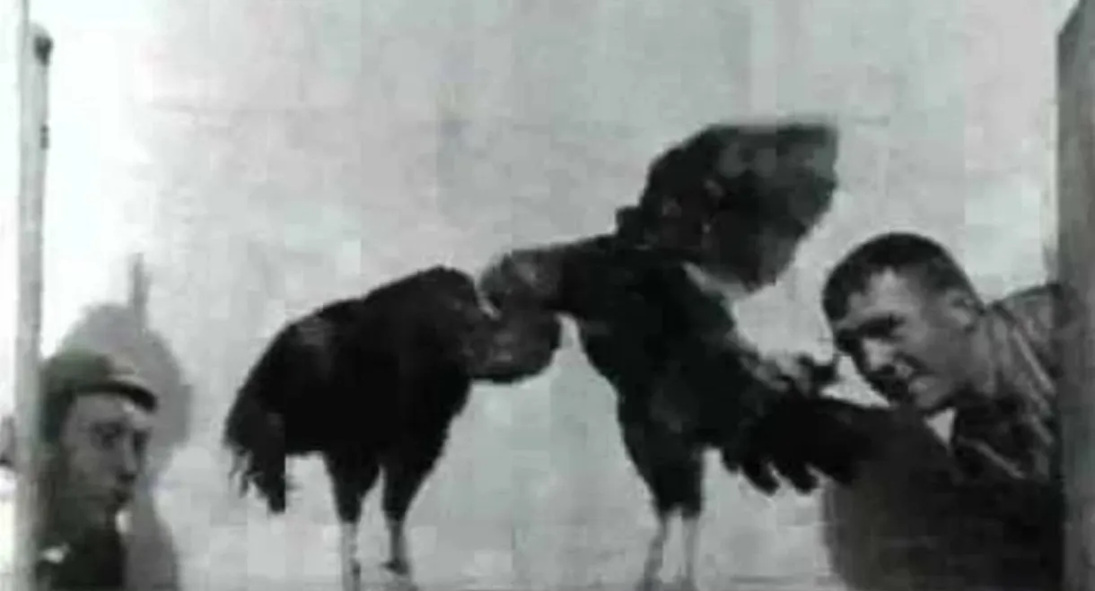 Cock Fight, No. 2