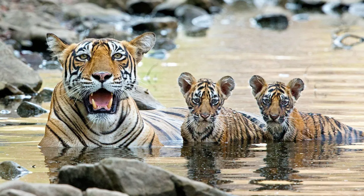 Growing Up Wild