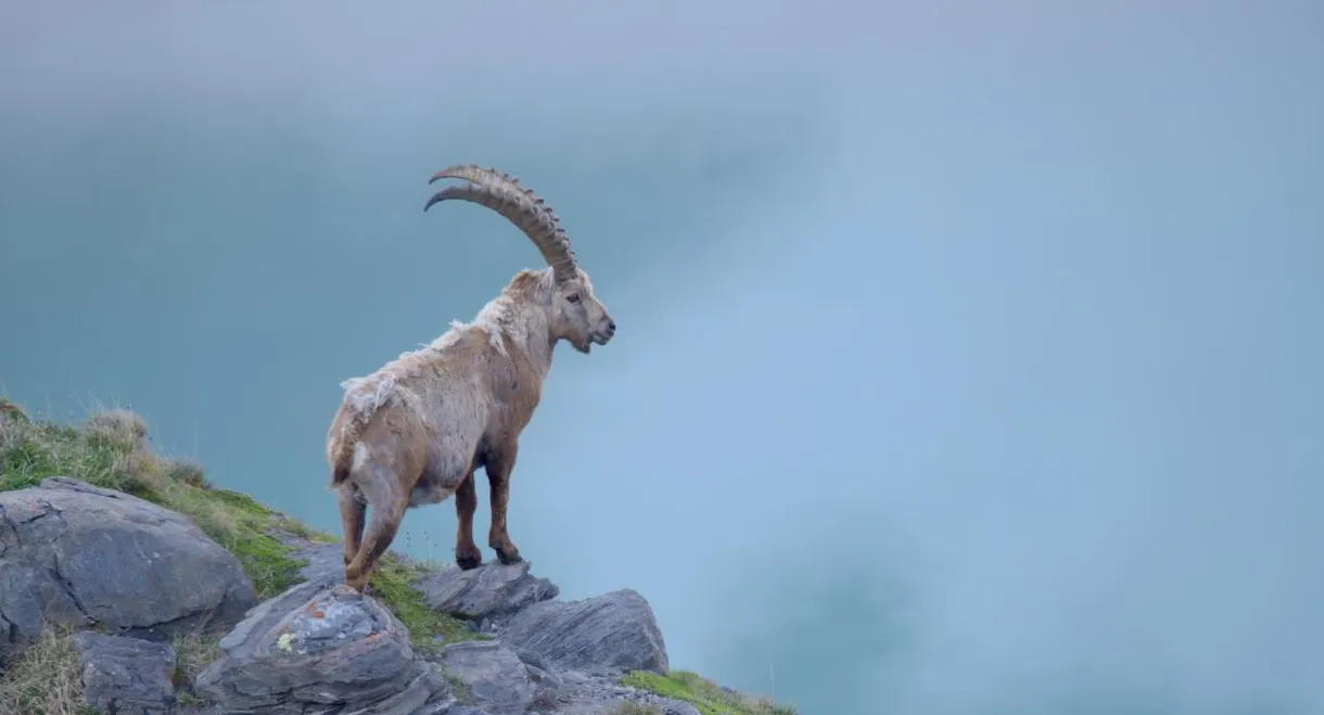 Austria's Wild Heritage - One Country Six National Parks