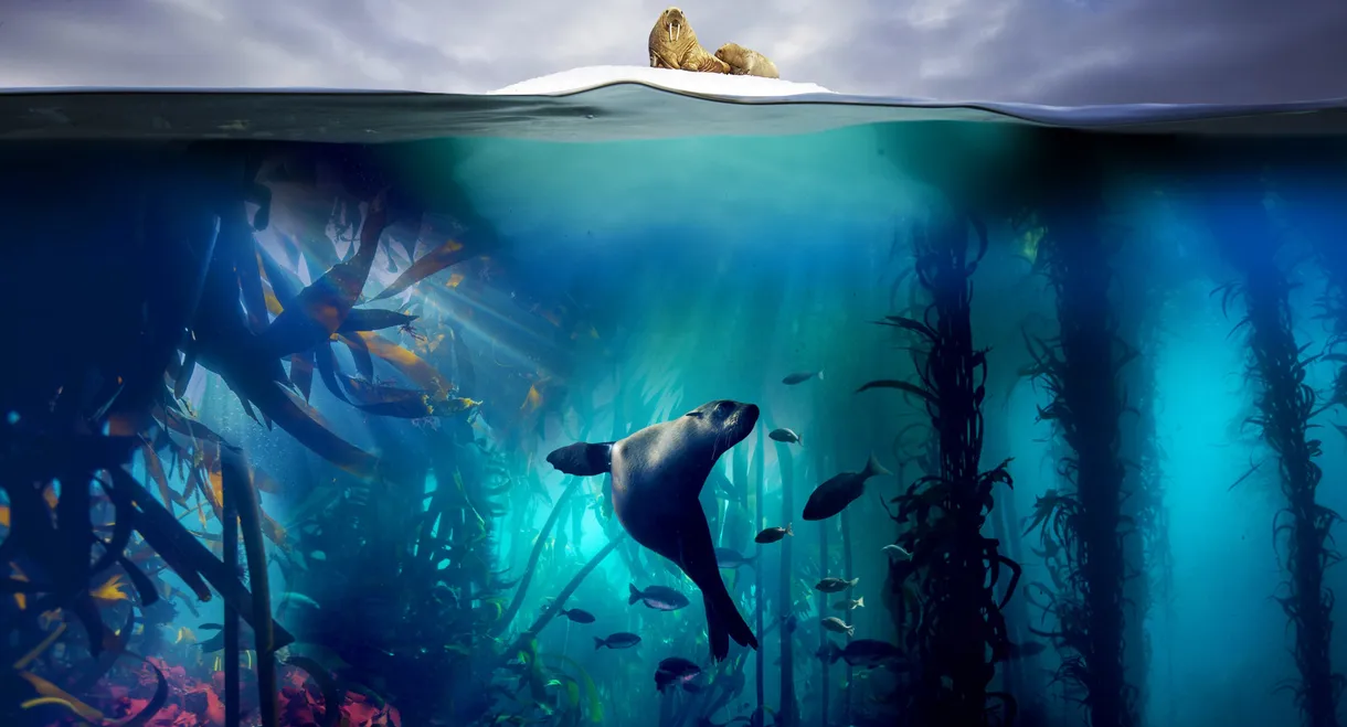 Blue Planet II