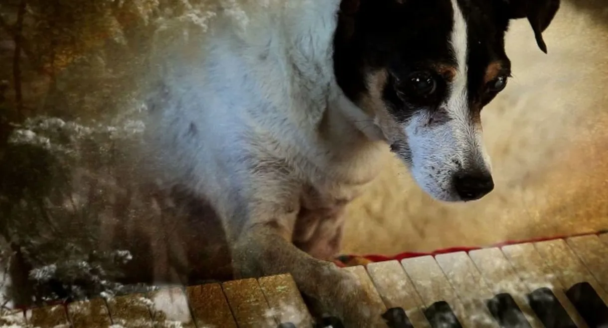Heart of a Dog