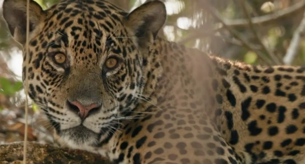 Au nom des jaguars