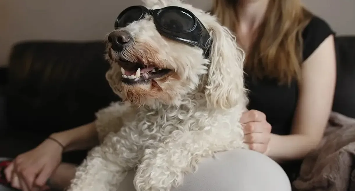 In Dog Years
