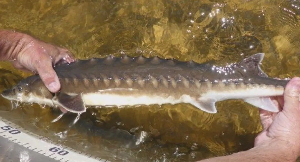 Billion Dollar Fish