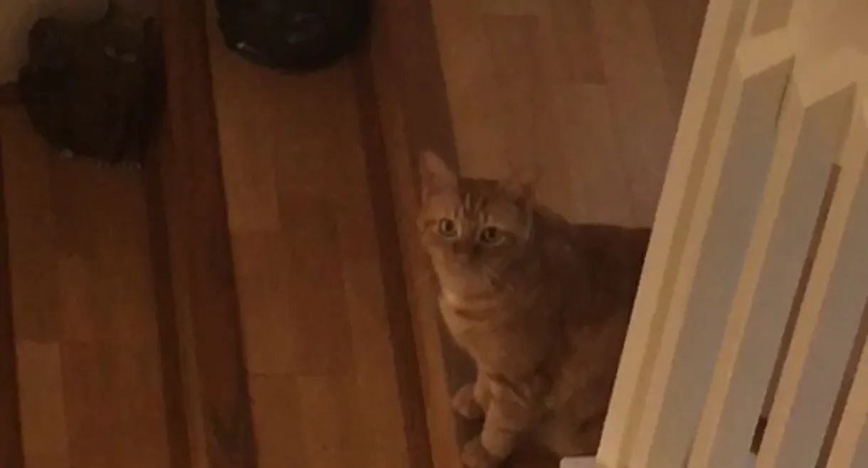 The Adventures of Murphy the Cat #5