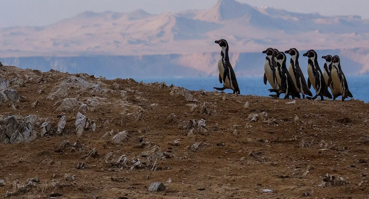 Wild Peru: Andes Battleground