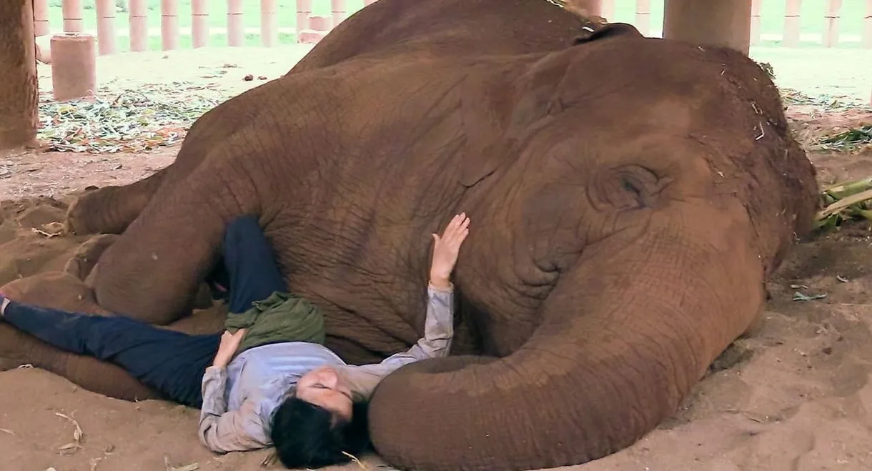 Elephant Mother