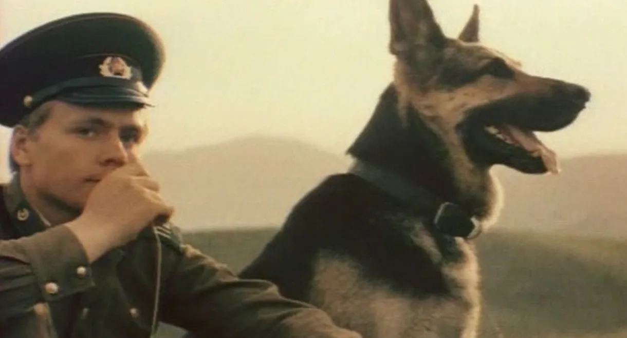 Border Dog Scarlet