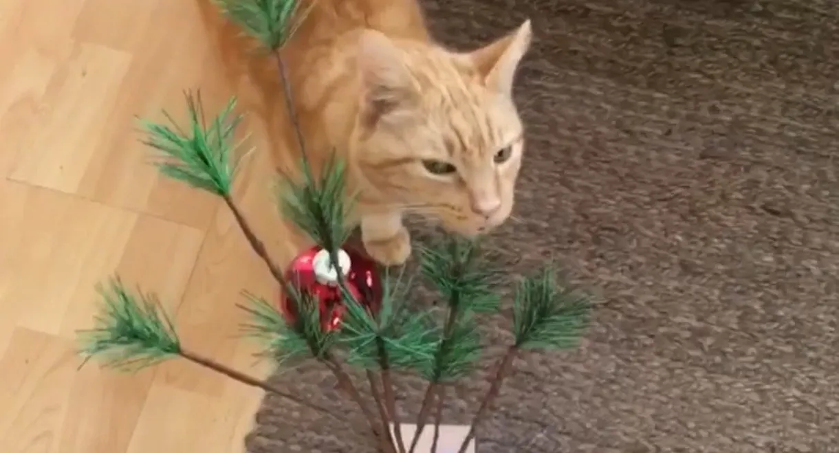 The Adventures of Murphy the Cat #6