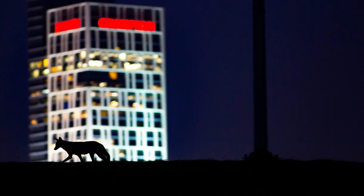 Cities: Nature's New Wild