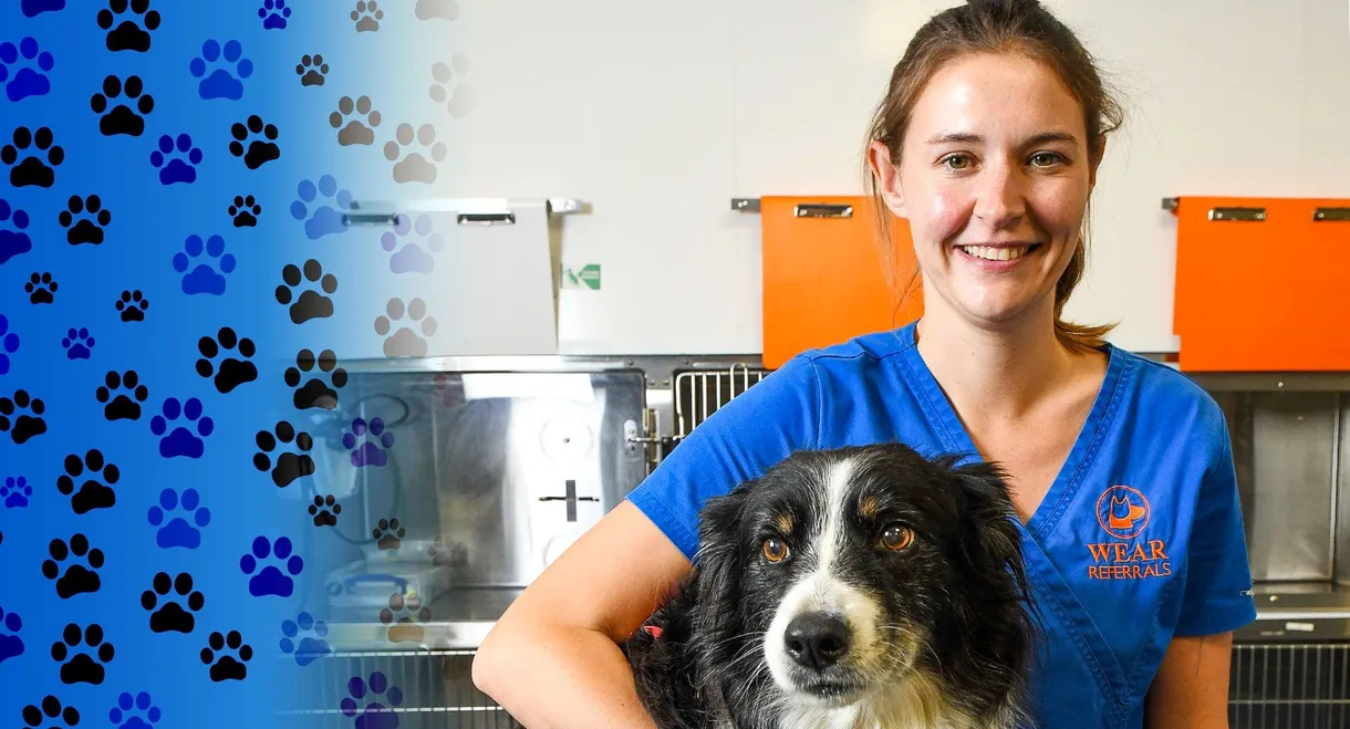 24/7 Pet Hospital