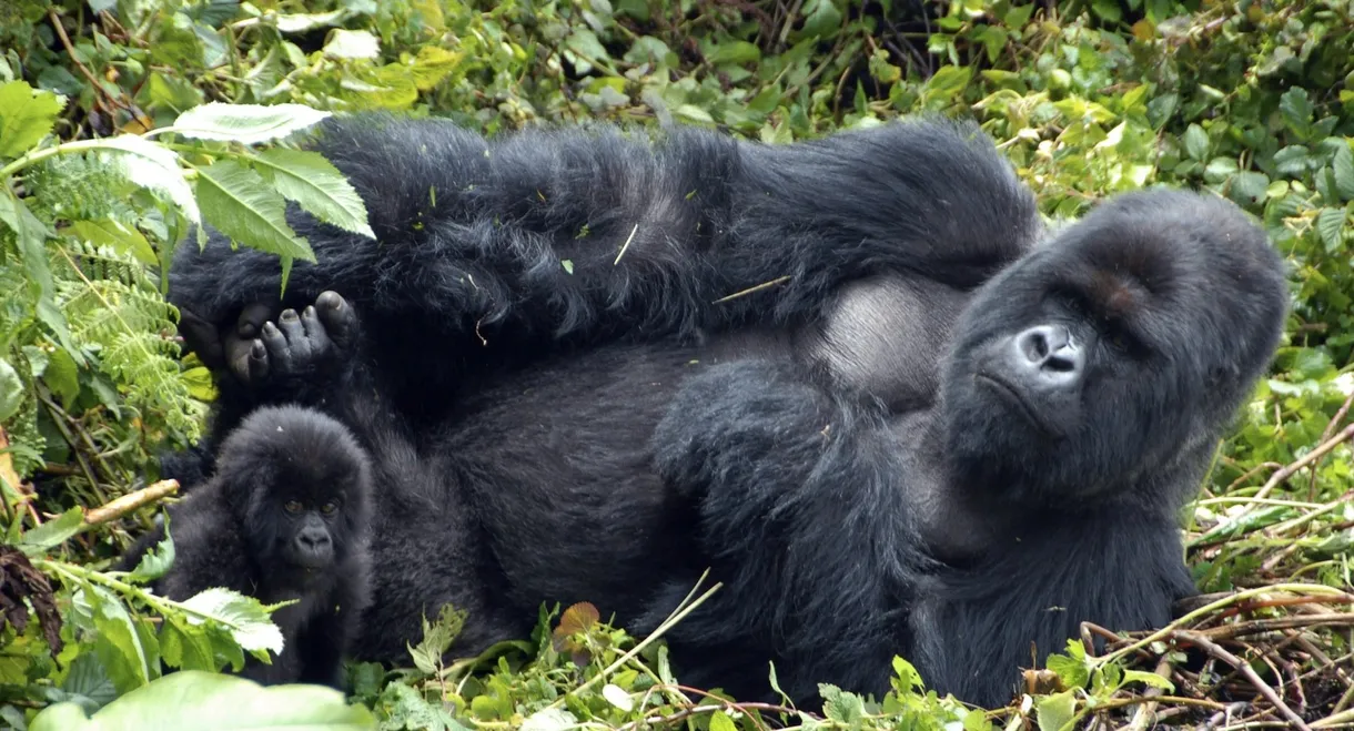 Mountain Gorilla