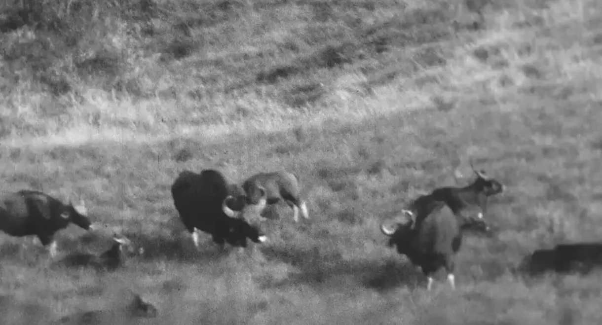 Horned Game - Wild