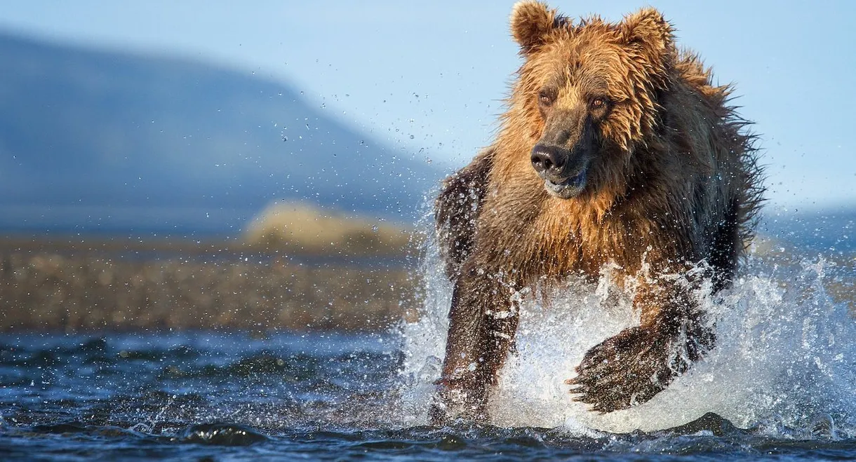 The Hunt