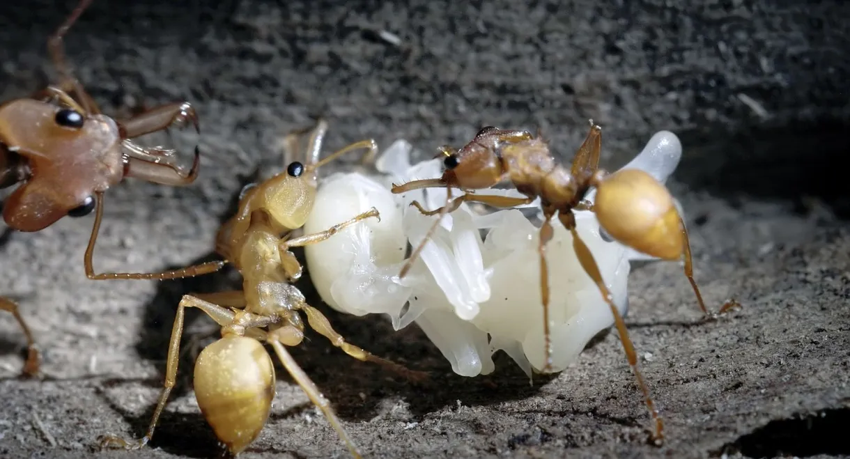 La Forêt des fourmis
