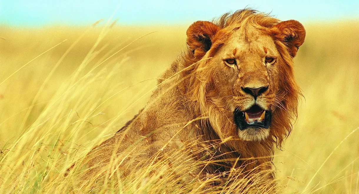 Walking with Lions