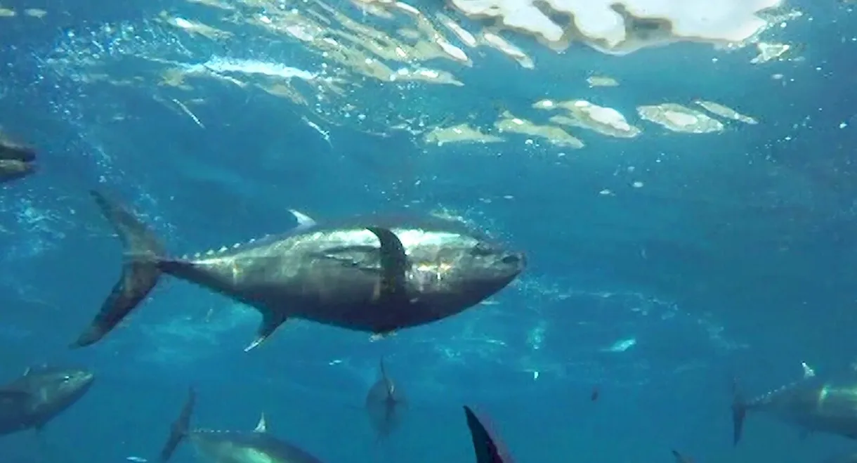 Cultivating the Seas: History and Future of the Full-Cycle Cultured Kindai Tuna