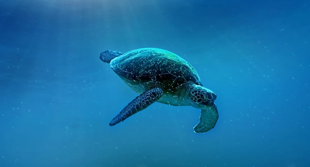 Big Pacific