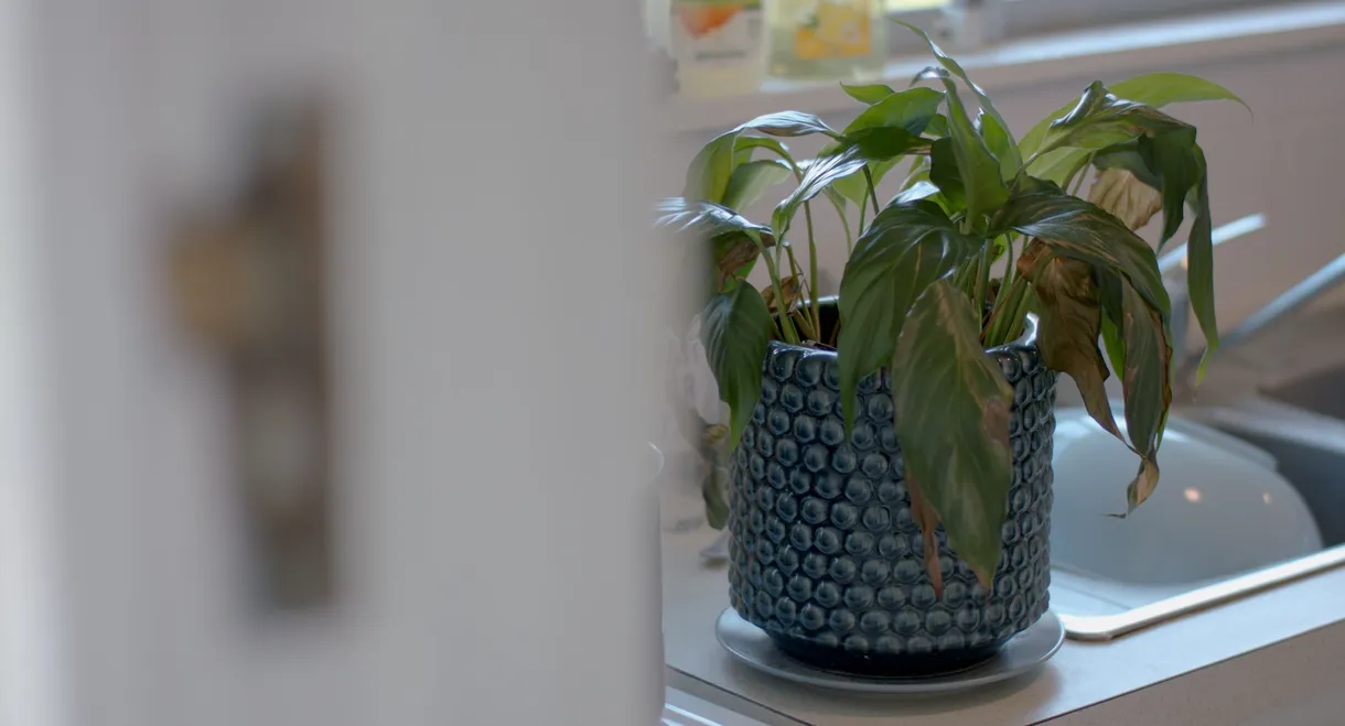The Pot Plant