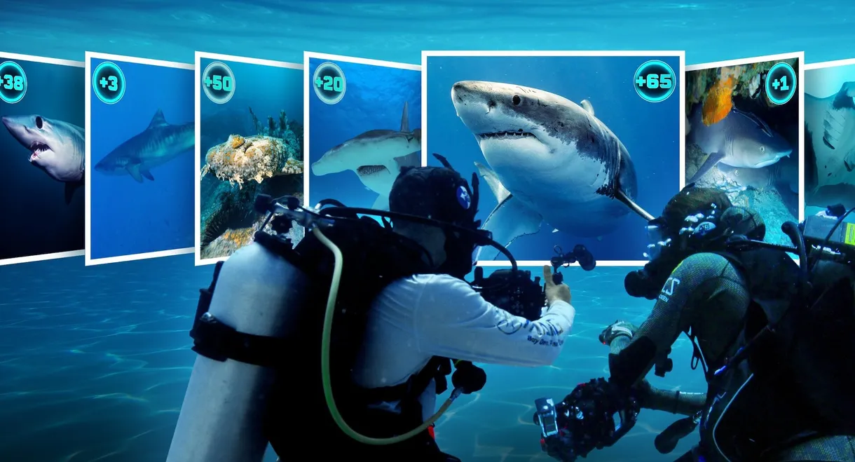 All the Sharks