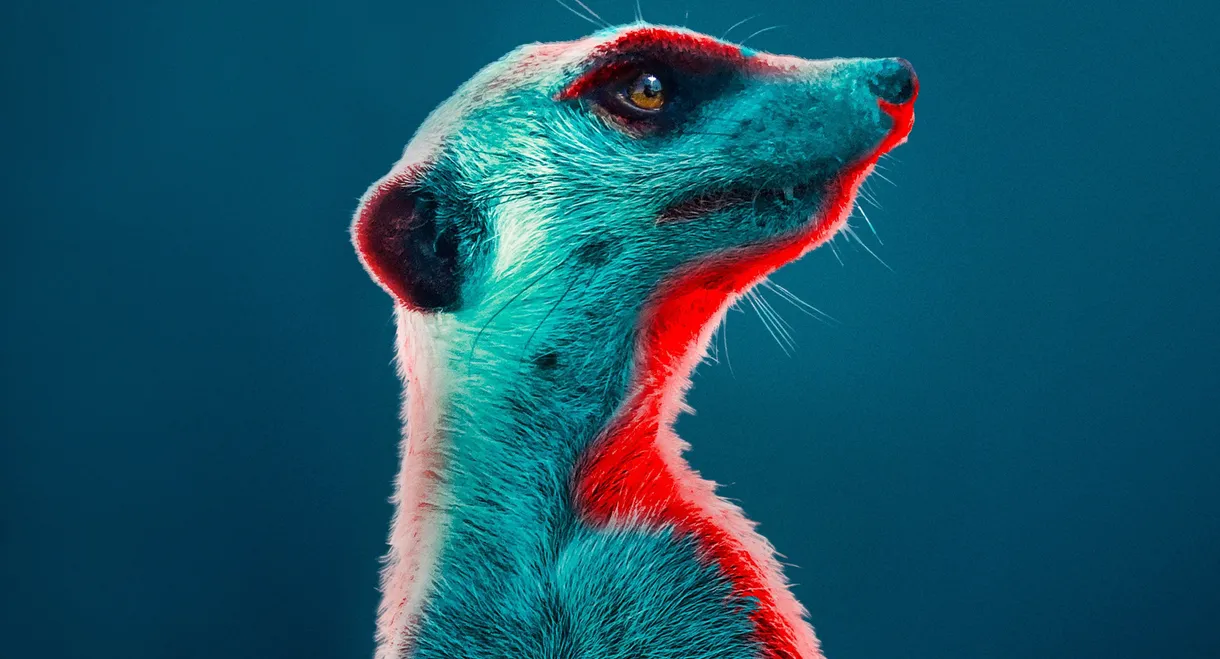 Meerkat Manor: Rise of the Dynasty