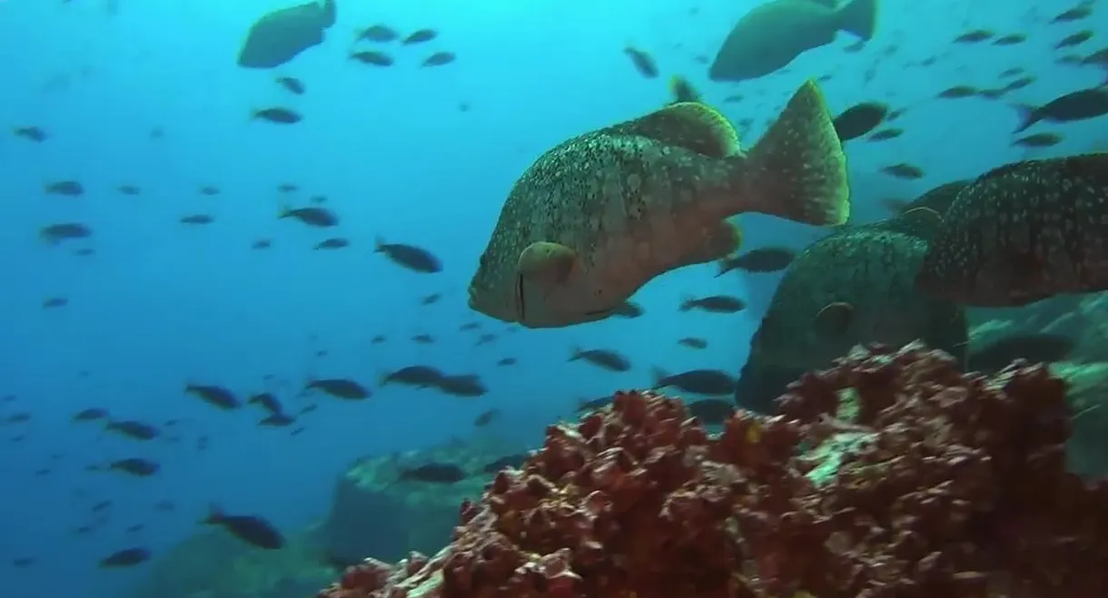 Ocean Predators