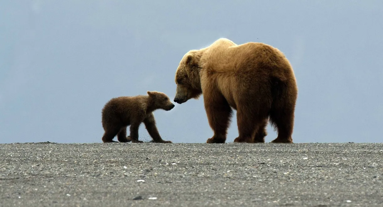Great Bear Stakeout