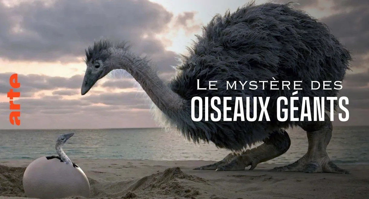 Mystery of the Giant Birds