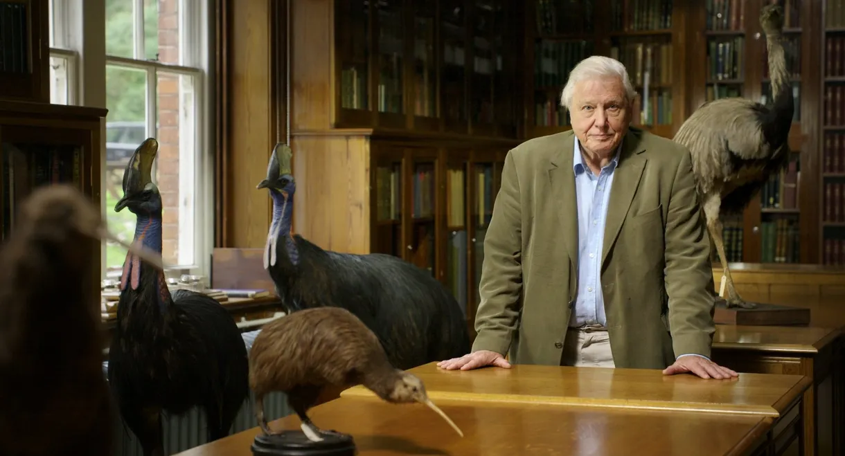 Attenborough's Big Birds