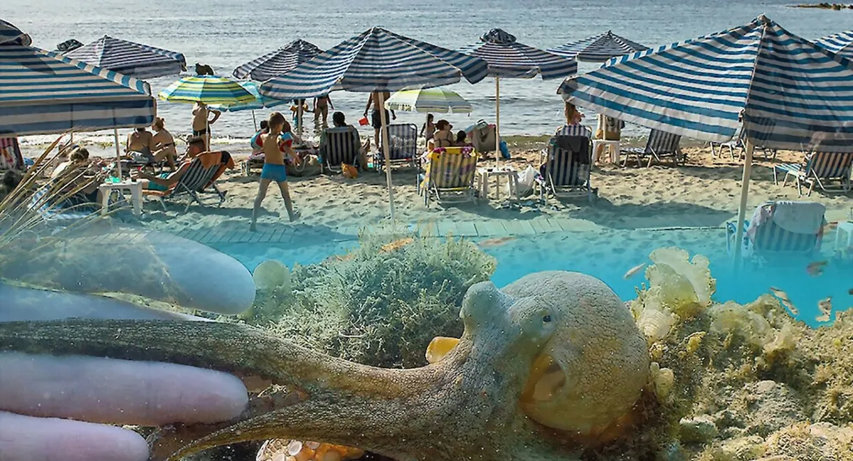 Der Strand: Tierisches aus dem Ferienparadies