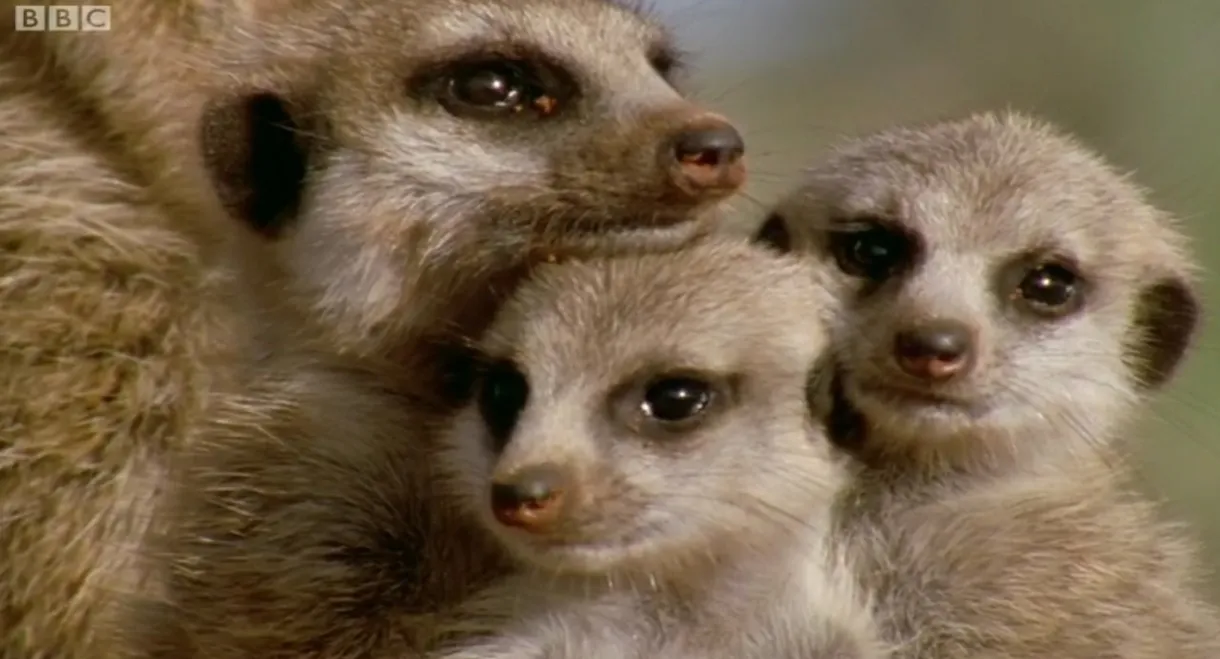 Animal Super Parents