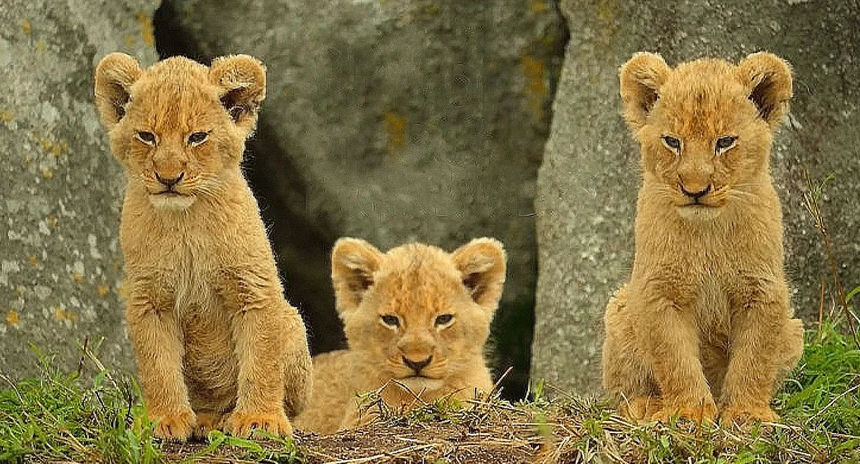 Wild Babies