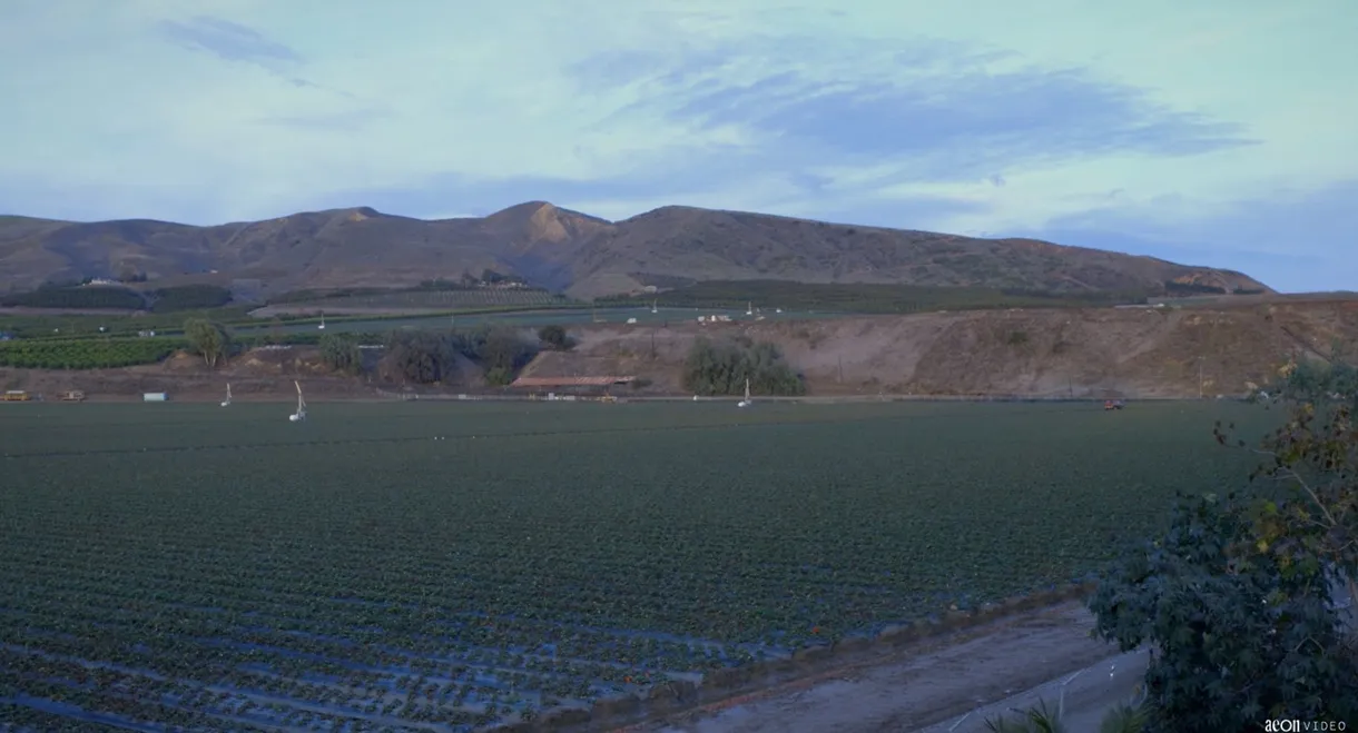 Field Song