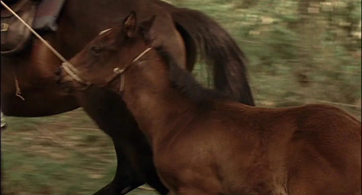 The Colt