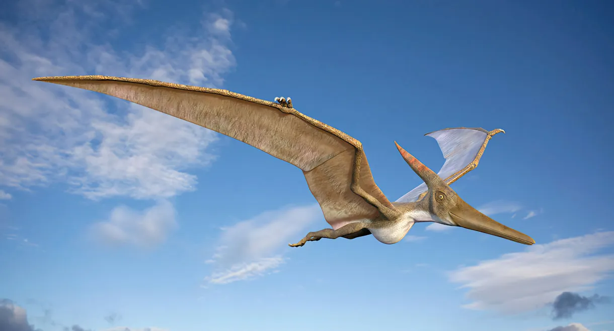 Sky Monsters