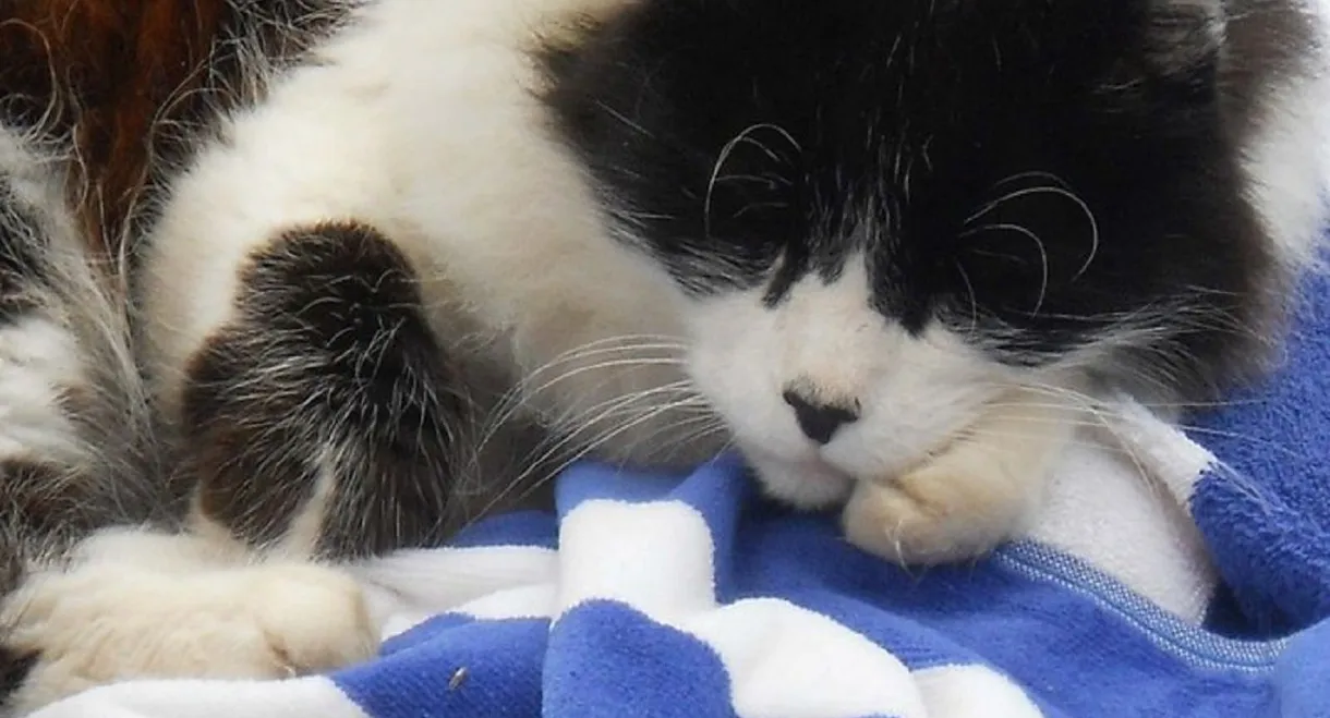 A Cat's Tale