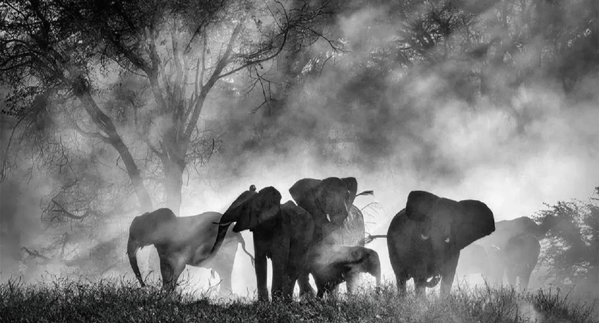 Ghost Elephants