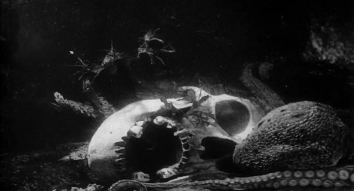 The Octopus