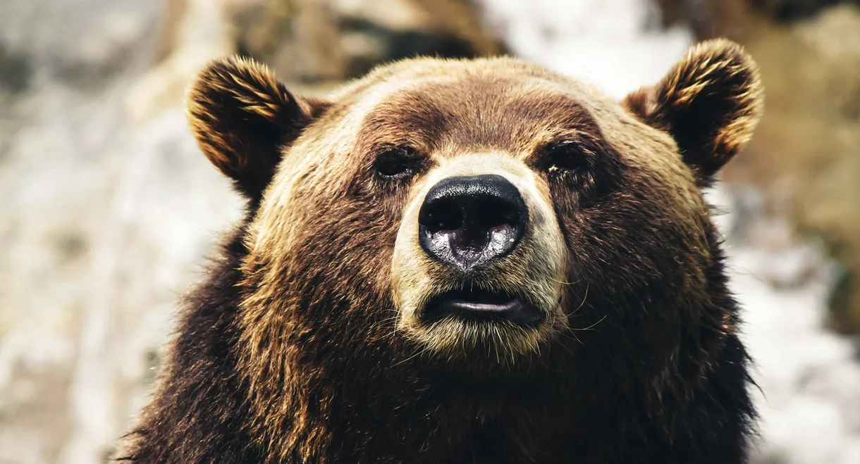 Cocaine Bear vs. Batman