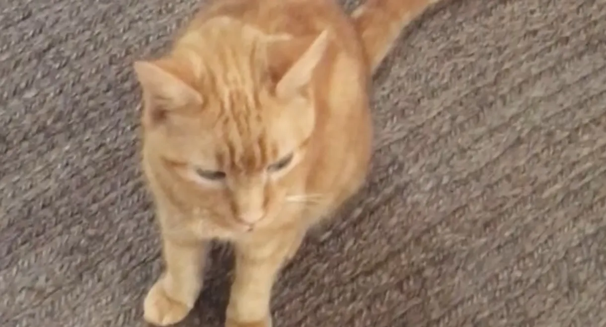 The Adventures of Murphy the Cat #2