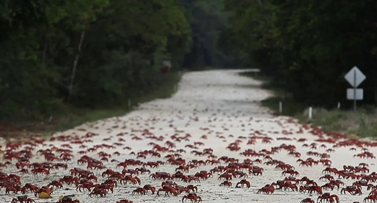 Island of the Hungry Ghosts