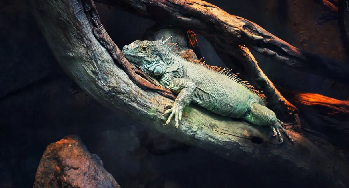 72 Dangerous Animals: Latin America