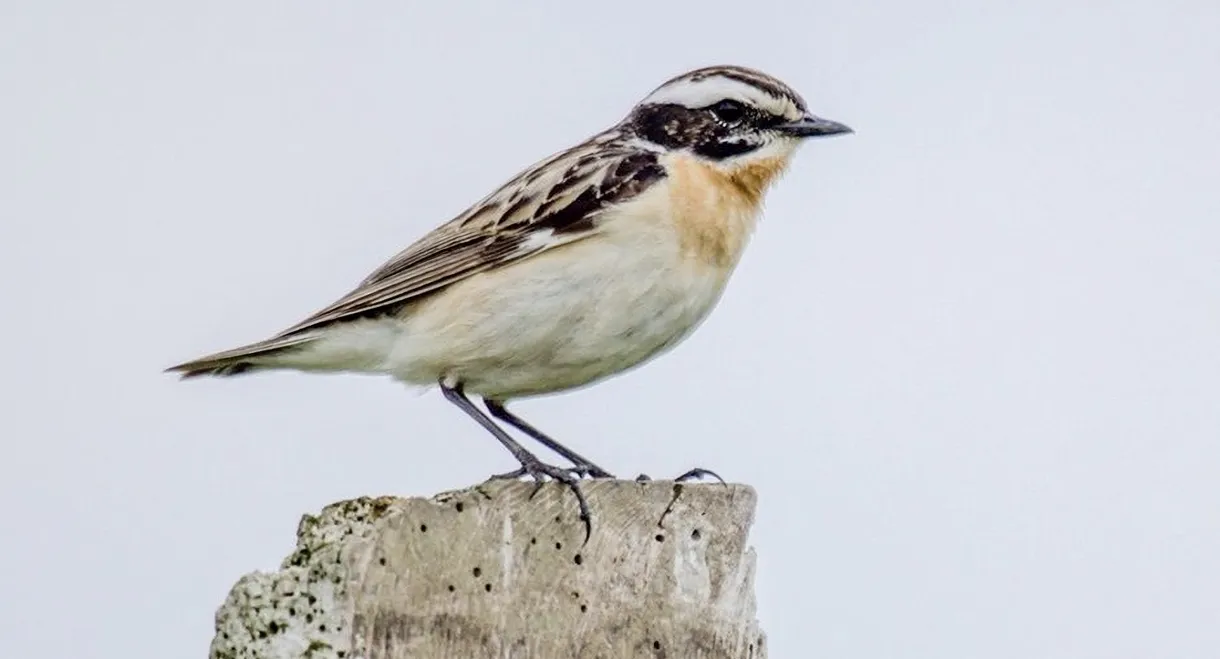 Towards a World Without Birds