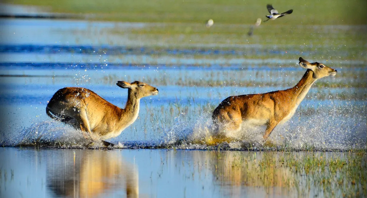 Wild Africa: Rivers of Life