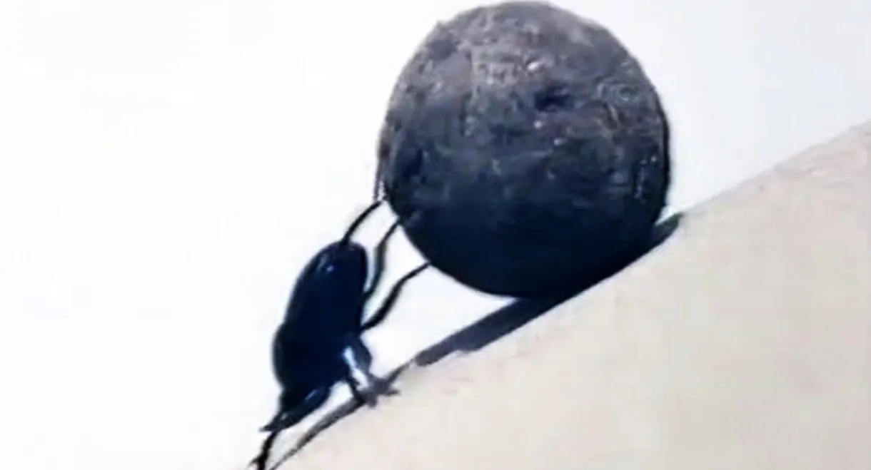 Dung Beetles
