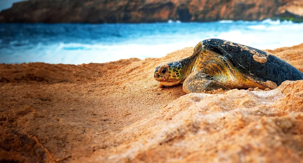 Wild Oman: Wonder of Arabia