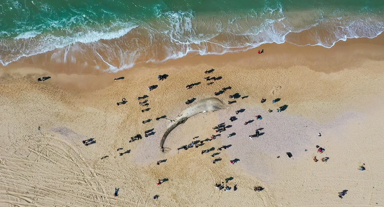 Requiem for a Whale