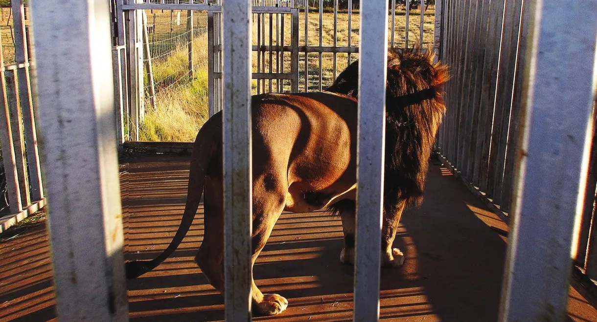 Blood Lions