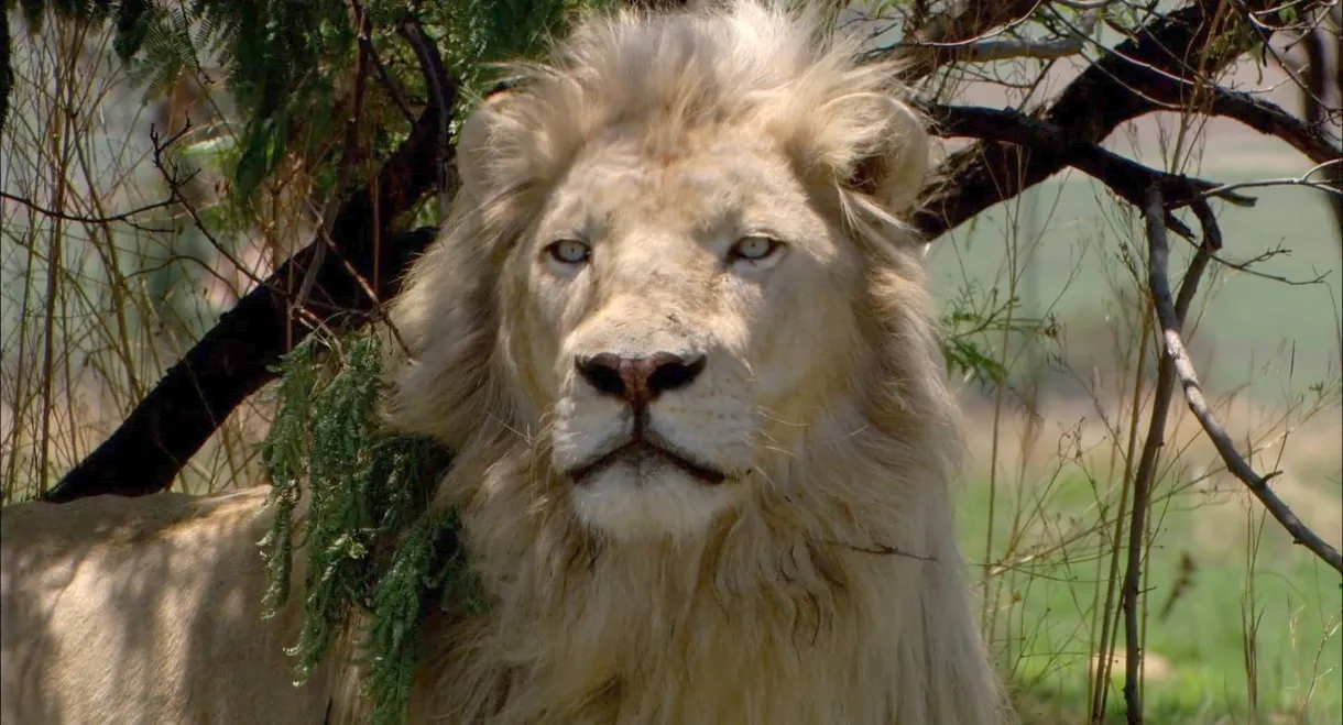 White Lion